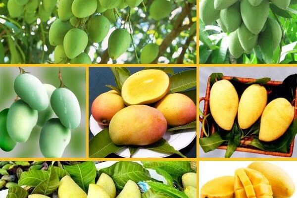 Hoa Quả Theo Mùa - Cách Chọn Hoa Quả Tươi Ngon