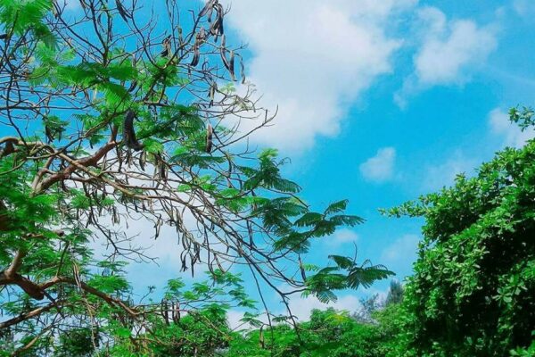 Tuổi học trò – nơi gửi gắm kí ức và cảm xúc chân thật nhất Tuổi học trò - nơi gửi gắm kí ức và cảm xúc chân thật nhất