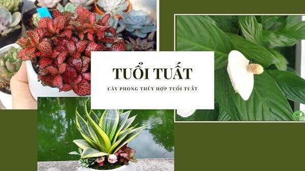 Cây phong thủy tuổi Tuất giúp mang lại may mắn, tài lộc