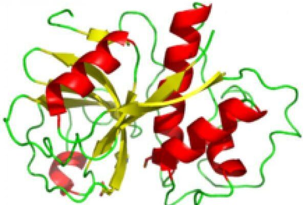 Ứng dụng của enzyme trong đời sống