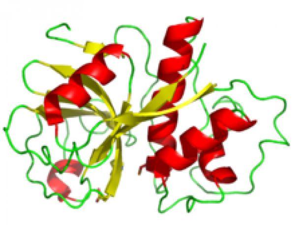 Ứng dụng của enzyme trong đời sống