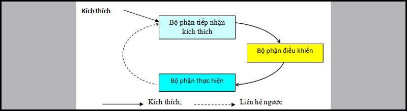 Khái niệm, ý nghĩa, vai trò của bài tiết và cân bằng nội môi