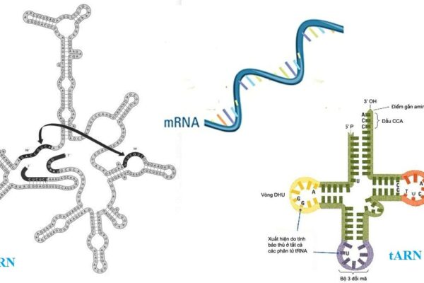 Cấu tạo và chức năng của ARN
