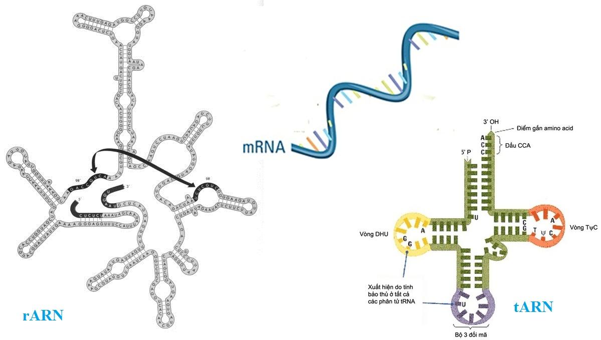 Cấu tạo và chức năng của ARN