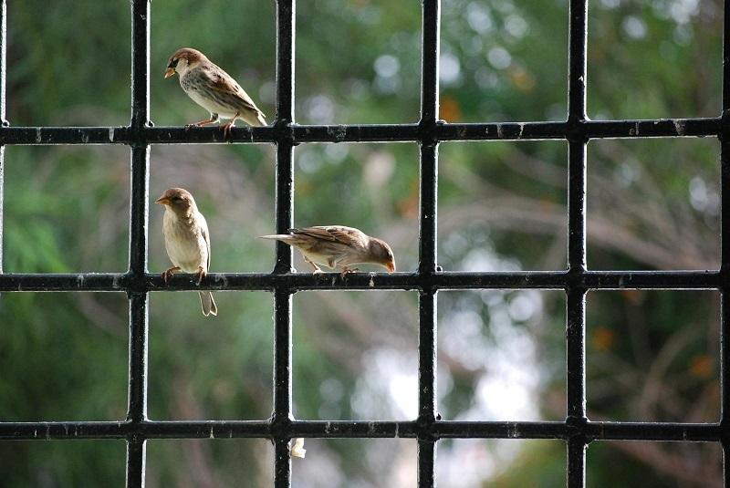 Giải mã hiện tượng Chim bay vào nhà: Lành ít dữ nhiều?!