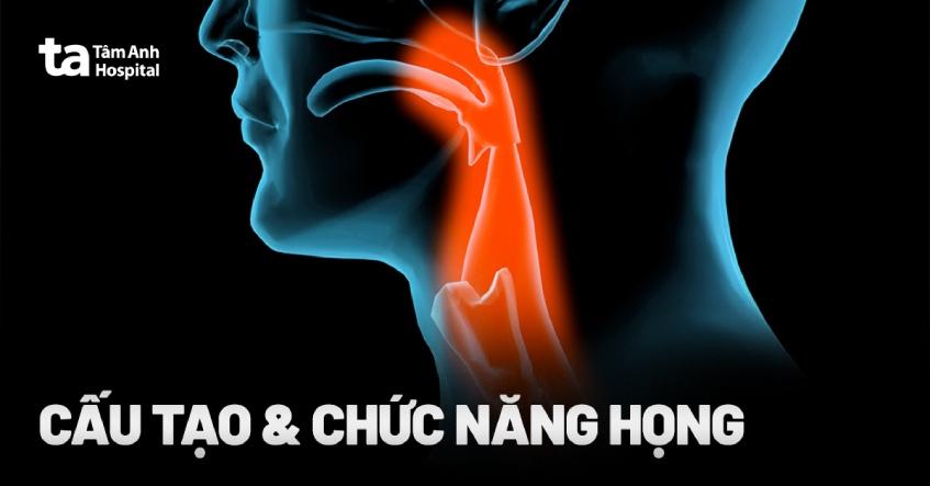 Cấu tạo họng là gì? Chức năng sinh lý và vị trí nằm ở đâu