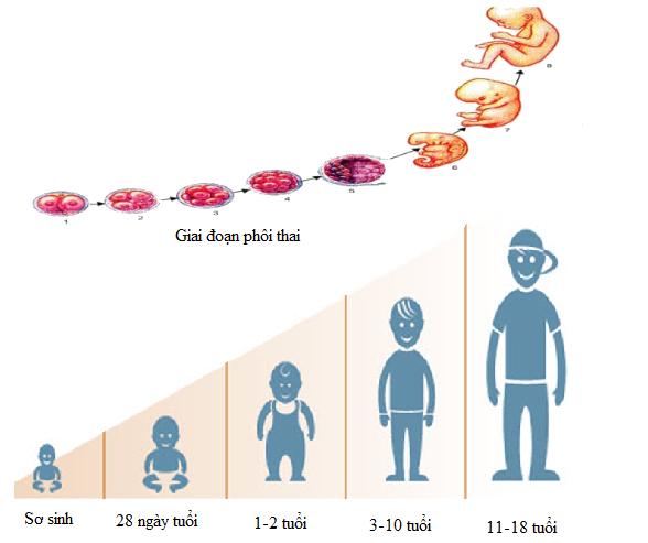 Những động vật sinh trưởng và phát triển qua biến thái hoàn toàn là: