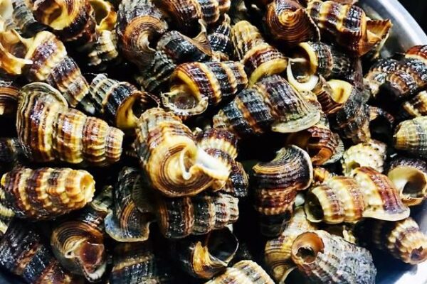 Giá ốc len sống bao nhiêu tiền 1kg hiện nay? Ốc len giống, Kỹ thuật nuôi