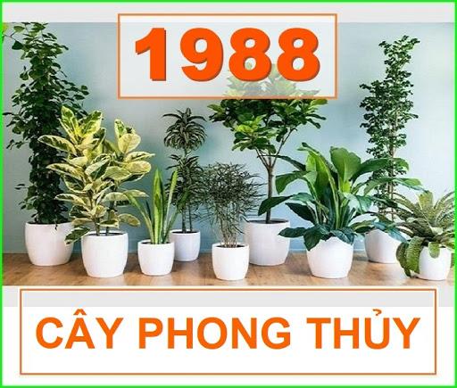 Sinh năm 1988 hợp cây phong thủy nào? 6 gợi ý thú vị