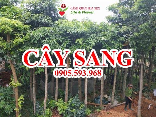 Cây sang - Giá bán, cách trồng và chăm sóc cây sang