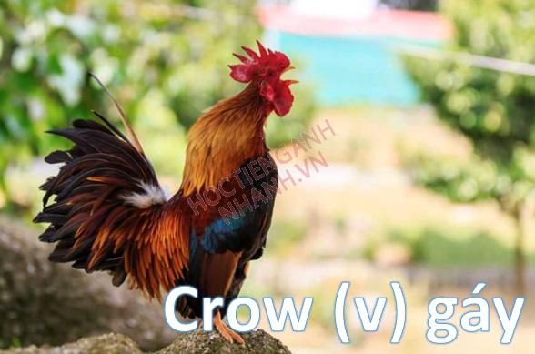 Quá khứ của crow là gì? Cách chia crow trong tiếng Anh