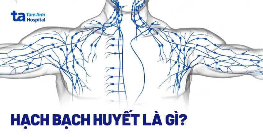 Hạch bạch huyết là gì? Vị trí, cấu tạo, chức năng trong hệ miễn dịch