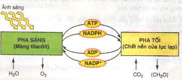 Các pha của quá trình quang hợp