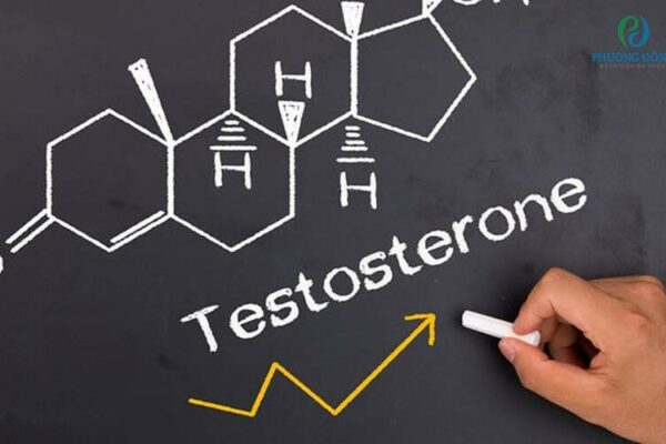 Testosterone được sinh sản ra ở đâu? Hormone có vai trò gì?
