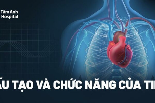 Quả tim: Cấu tạo, chức năng, vị trí, kích thước và khối lượng