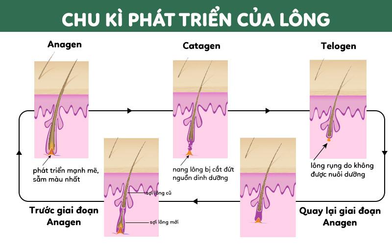 Cách Triệt Lông Chân Vĩnh Viễn Không Gây Đau Đớn