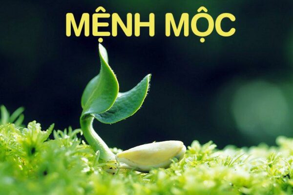 Bí quyết chọn sim phong thủy hợp mệnh mộc hút tài lộc