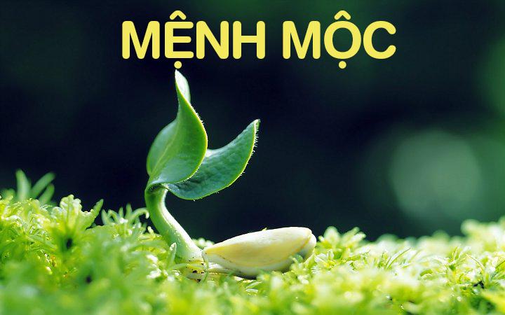 Bí quyết chọn sim phong thủy hợp mệnh mộc hút tài lộc