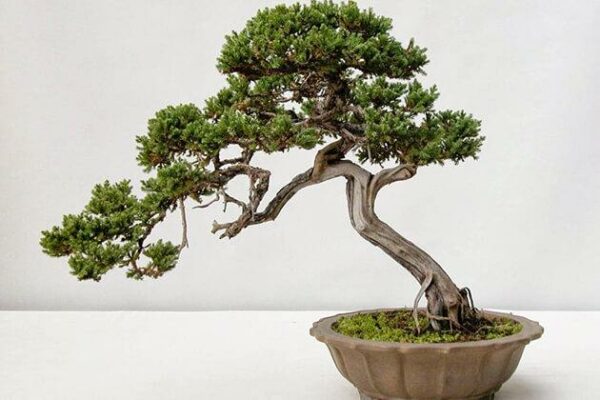 Mua Bán Giống Cây Bonsai Giá Rẻ, Dáng Đẹp, Đủ Kích Cỡ